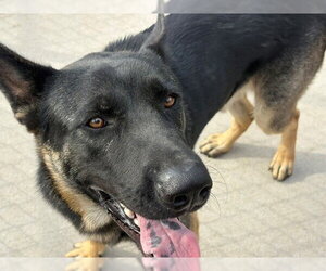German Shepherd Dog-Unknown Mix Dogs for adoption in Tulsa, OK, USA