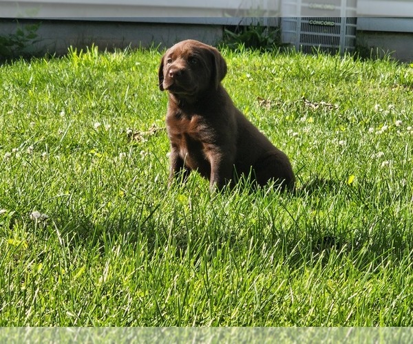 Medium Photo #1 Labrador Retriever Puppy For Sale in SPRINGFIELD, MO, USA