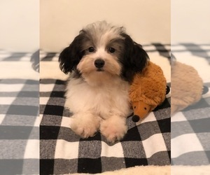 Havanese Puppy for sale in LOS ANGELES, CA, USA