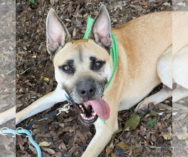 Medium Photo #1 Mutt Puppy For Sale in Washington, DC, USA