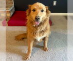 Small #5 Finnish Spitz Mix
