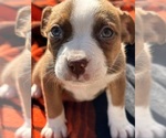 Puppy 3 Australian Shepherd-Boston Terrier Mix