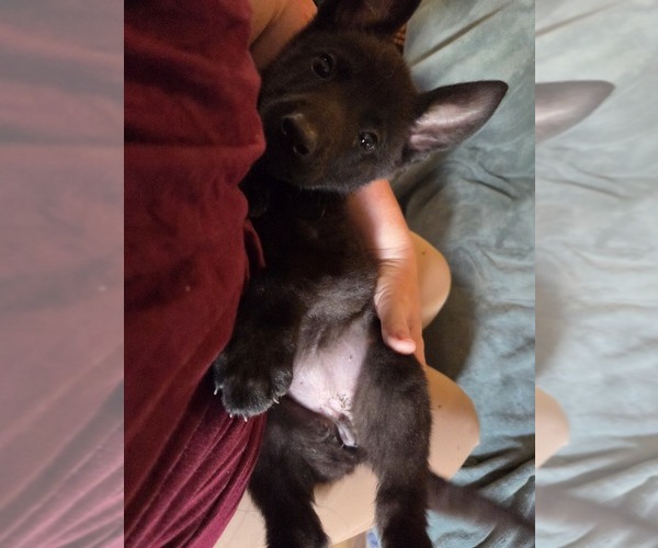 Medium Photo #4 Australian Shepherd-German Shepherd Dog Mix Puppy For Sale in HILLSDALE, MI, USA