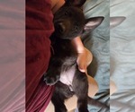 Small #3 Australian Shepherd-German Shepherd Dog Mix