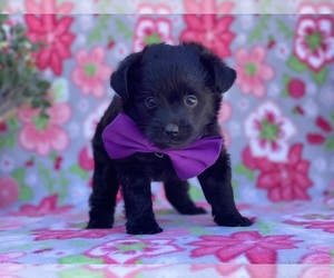 Poodle (Toy)-Schipper-Poo Mix Puppy for sale in LANCASTER, PA, USA