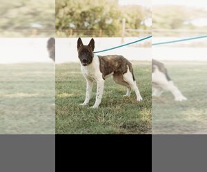 Akita Dogs for adoption in Pottstown, PA, USA