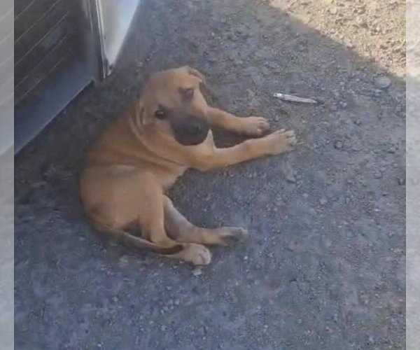 Medium Photo #3 Mutt Puppy For Sale in Virginia Beach, VA, USA