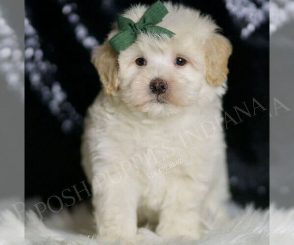 Medium Photo #35 Maltipoo (Miniature) Puppy For Sale in WARSAW, IN, USA