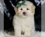 Small Photo #35 Maltipoo (Miniature) Puppy For Sale in WARSAW, IN, USA