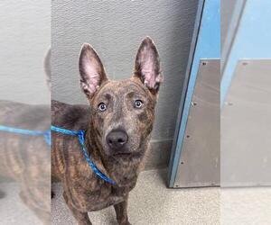 Mutt Dogs for adoption in Las Vegas, NV, USA