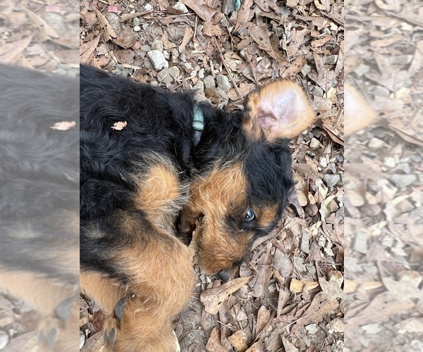Medium Photo #18 Airedale Terrier Puppy For Sale in GILMER, TX, USA