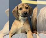 Small Labrador Retriever Mix