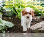 Small Photo #5 Poodle (Miniature) Puppy For Sale in FREDERICKSBURG, OH, USA