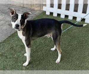 Mutt Dogs for adoption in Modesto, CA, USA