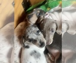 Small Photo #127 Dachshund Puppy For Sale in LAKEBAY, WA, USA