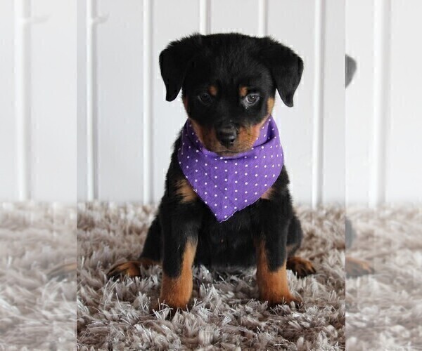 Full screen Photo #5 Rottweiler Puppy For Sale in FREDERICKSBURG, OH, USA