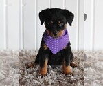 Small Photo #5 Rottweiler Puppy For Sale in FREDERICKSBURG, OH, USA