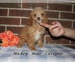 Small #2 Cavapoo (Miniature)