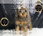 Small #11 Poodle (Toy)