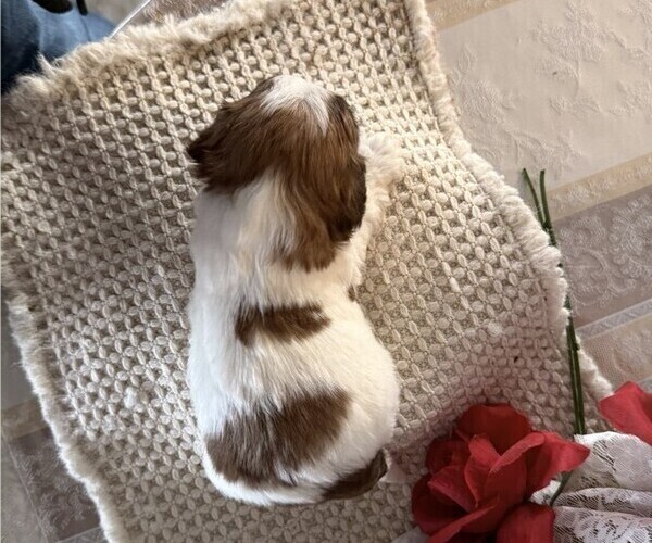 Medium Photo #6 Cavachon-Shih Tzu Mix Puppy For Sale in THORP, WI, USA