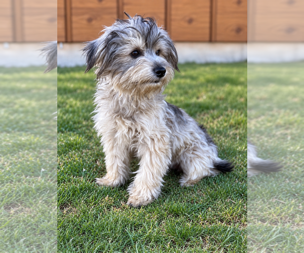 Medium Photo #2 Mutt Puppy For Sale in PIPE CREEK, TX, USA
