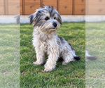 Small #1 Mutt