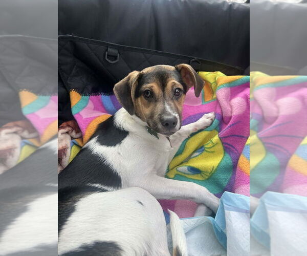 Medium Photo #4 Beagle-Unknown Mix Puppy For Sale in Springdale, PA, USA