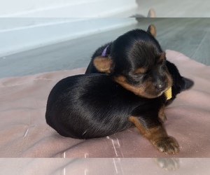 Yorkshire Terrier Puppy for sale in PASSAIC, NJ, USA