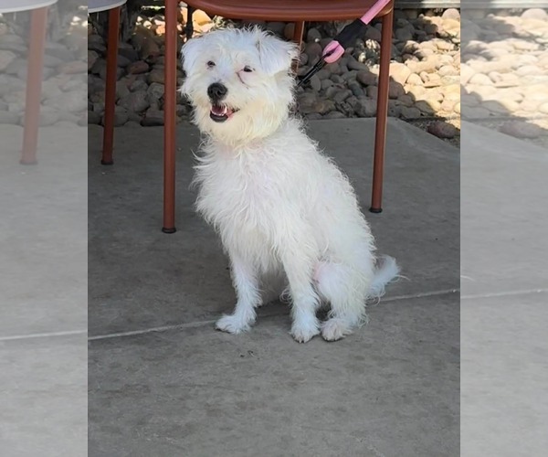 Medium Photo #2 Maltese Puppy For Sale in Menifee, CA, USA