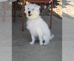 Small Photo #2 Maltese Puppy For Sale in Menifee, CA, USA