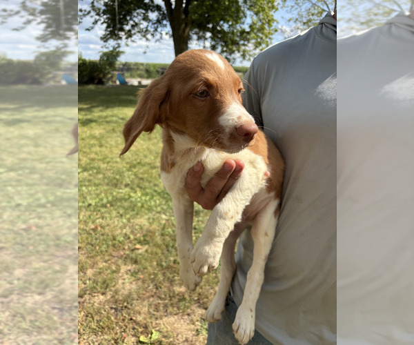 Medium Photo #7 Brittany Puppy For Sale in FISHER, IL, USA