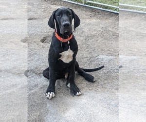 Great Dane Puppy for sale in MBORO, IL, USA