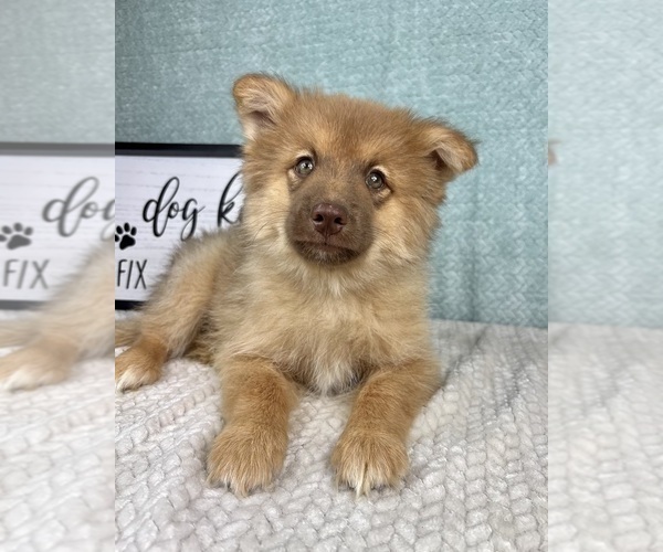 Medium Photo #4 Pomsky Puppy For Sale in FRANKLIN, IN, USA