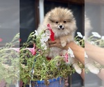 Small #7 Pomeranian
