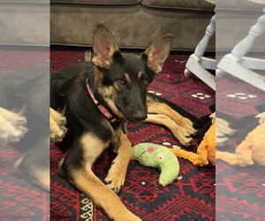 Tioga OAS - Female German Shepherd Dog Dog for Adoption - Photo #2