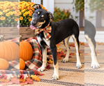 Quinoa - Female Borador Dog for Adoption - Small photo