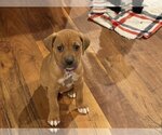Small Photo #1 Boxer Puppy For Sale in Holly Springs, NC, USA