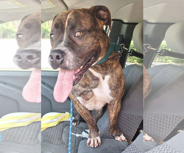 Medium Photo #15 Mutt Puppy For Sale in Virginia Beach, VA, USA