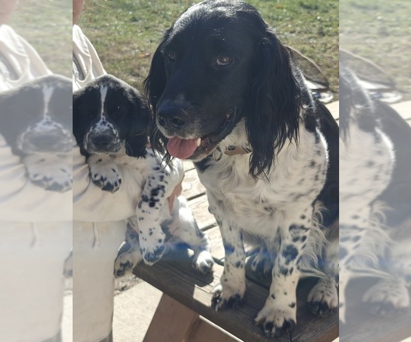 Medium Photo #1 English Springer Spaniel Puppy For Sale in ELKTON, VA, USA