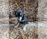 Small #1 Chiweenie