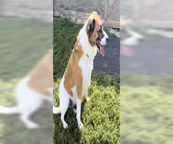 Medium Photo #4 Australian Shepherd-Beagle Mix Puppy For Sale in Sistersville, WV, USA