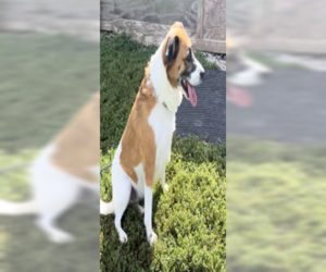 Piper - Female Australian Shepherd-Beagle Mix Dog for Adoption - Photo #4