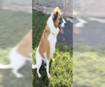 Small #3 Australian Shepherd-Beagle Mix