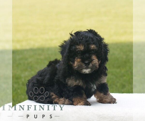 Medium Photo #4 ShihPoo Puppy For Sale in GORDONVILLE, PA, USA