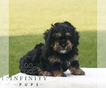 Small #3 ShihPoo