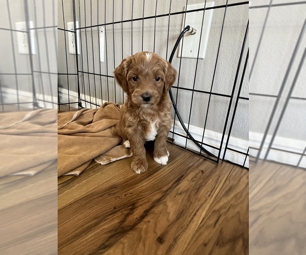 Medium Photo #8 Goldendoodle (Miniature) Puppy For Sale in NEPHI, UT, USA