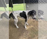 Small #2 German Shorthaired Pointer Mix