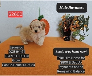 Havanese Puppy for sale in TUCSON, AZ, USA