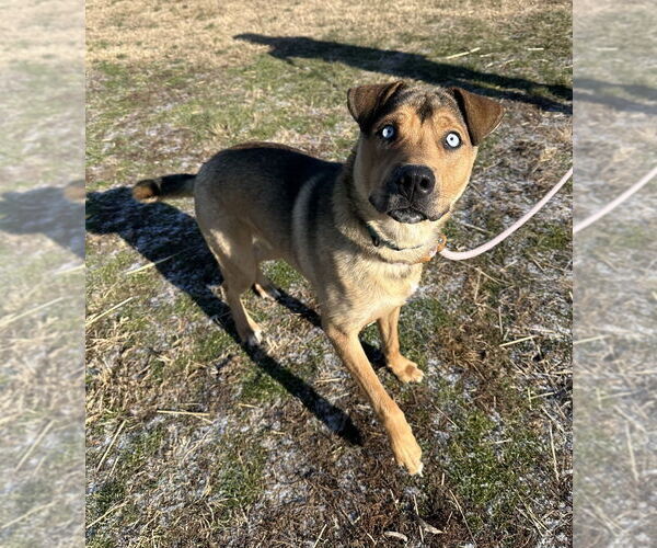 Medium Photo #6 Siberian Husky-Unknown Mix Puppy For Sale in Evansville, IN, USA