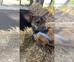 Rat Terrier Puppy for Sale in WHITAKERS, North Carolina USA